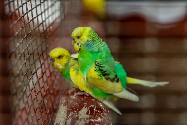 budgie care for beginners