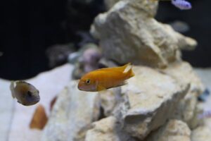 Cloudy Aquarium Water: Common Causes and How to Clear It
