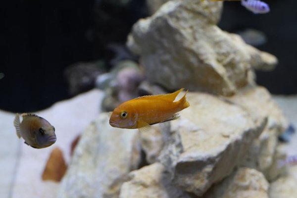 cloudy aquarium water
