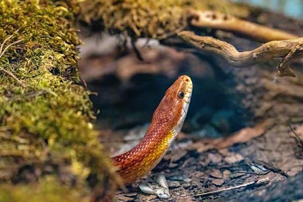 corn snake care