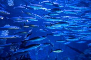 Fishless Cycling an Aquarium: A Beginner’s Step-by-Step Guide