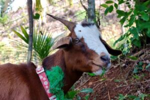 Foods Goats Should Not Eat: Common Feeding Risks