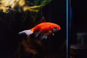Goldfish Tank Setup: Space, Filtration, Water, and Decor