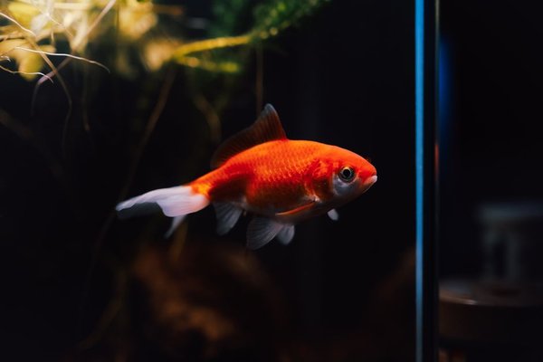 goldfish tank setup