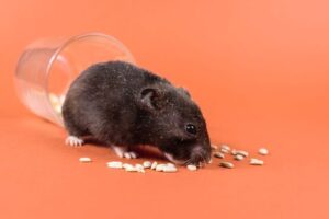 Hamster Feeding Guide: Daily Diet, Portions, and Treats