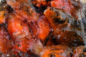 How Many Fish per Gallon? Safer Ways to Stock an Aquarium