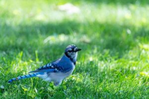 How to Identify Backyard Birds Using Simple Field Marks