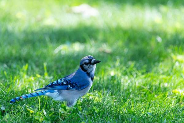 how to identify backyard birds