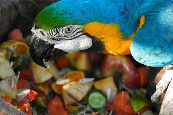 parrot diet guide