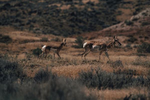 pronghorn facts
