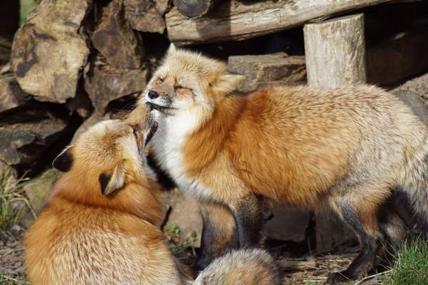 red fox behavior