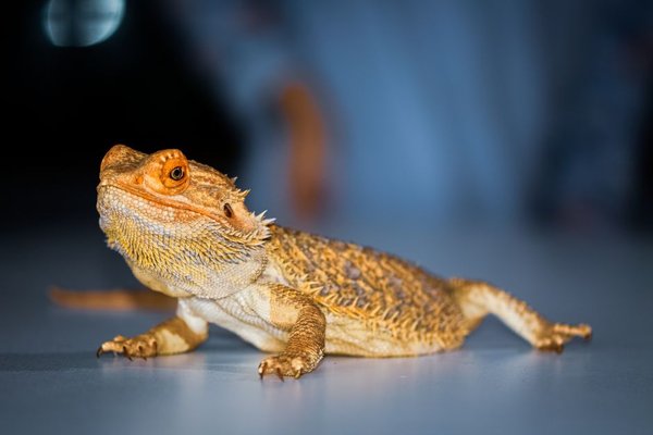 reptile vet visit