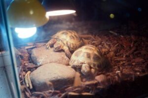 Turtle Tank Setup: Size, Filter, Basking Area, and Lighting