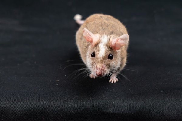 why do pet mice smell